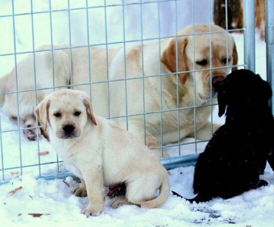 Male and Female Labrador Puppies   3