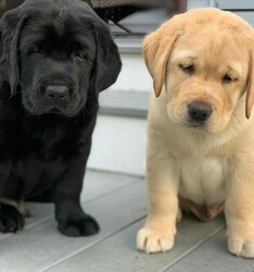 Male and Female Labrador Puppies  thumb 1