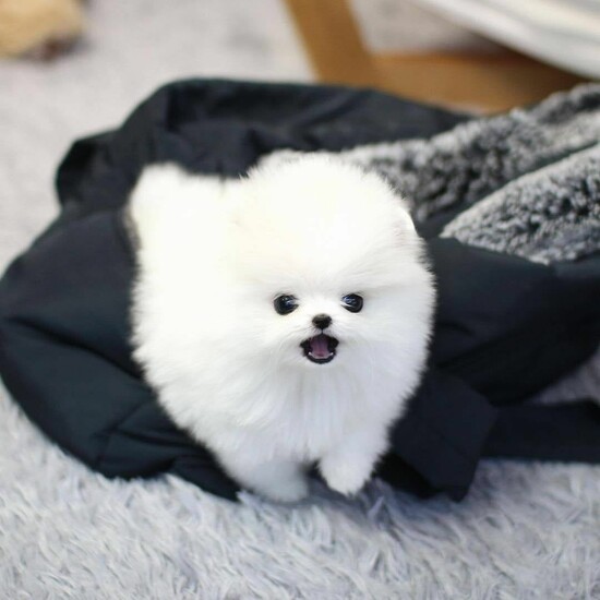 Healthy Teacup Pomeranian Puppies for sale  0