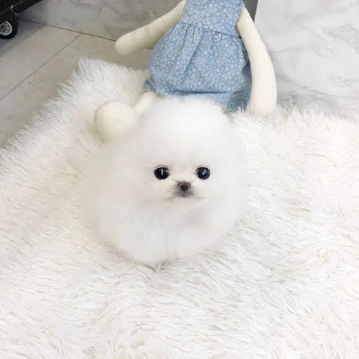 Pure Breed Teacup Pomeranian (Whites) puppies available  0