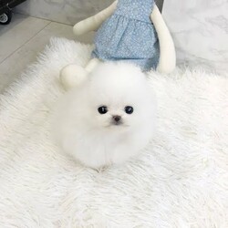 Pure Breed Teacup Pomeranian (Whites) puppies available