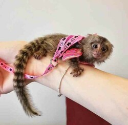 Finger Baby Marmoset Monkeys now ready for sale