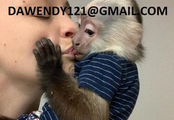 Healthy Baby Capuchin Monkeys for sale