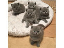 British shorthair kittens  | Romb