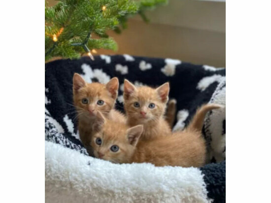 Maine Coon Kittens  0