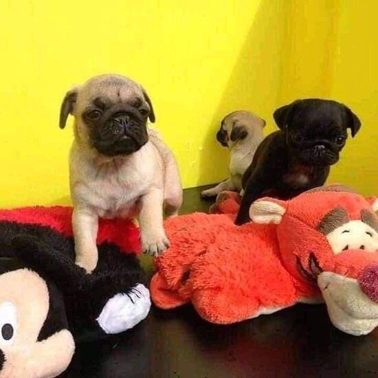 Outstanding Male and Female Pug Pug Puppies For sale  0