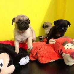 Outstanding Male and Female Pug Pug Puppies For sale ‪ WhatsApp via +44 7482162214