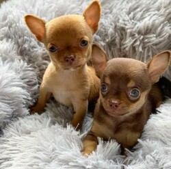 Chihuahua puppies ready to live
