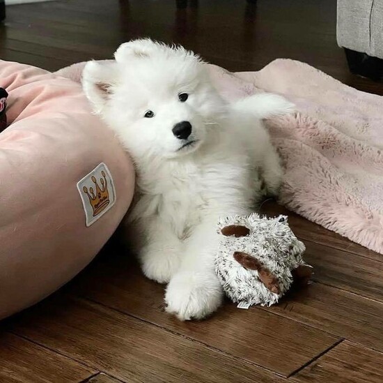 Samoyed white male and female puppies for sale   0