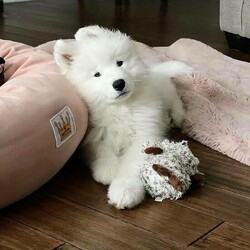 Samoyed white male and female puppies for sale ‪ WhatsApp via +44 7482162214