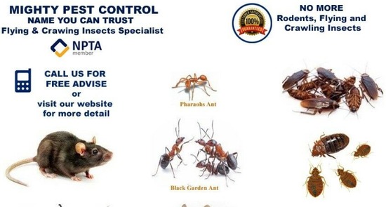 Pest Control Bed bugs, Mice, Rat, Cockroaches, Ants  0