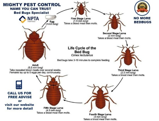 Pest Control Bed bugs, Mice, Rat, Cockroaches, Ants  2