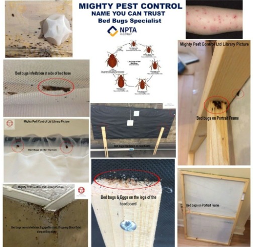 Pest Control Bed bugs, Mice, Rat, Cockroaches, Ants  3