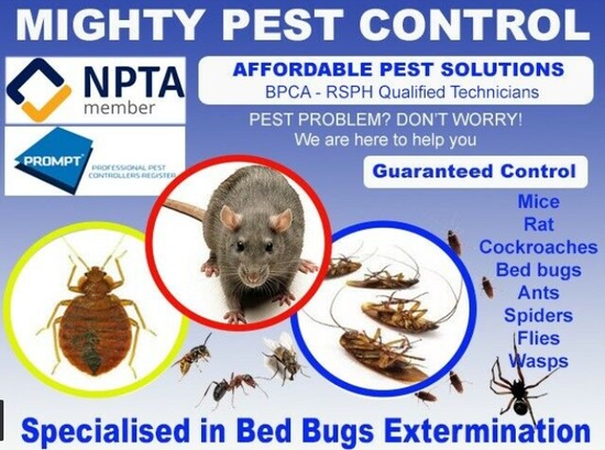 Pest Control Bed bugs, Mice, Rat, Cockroaches, Ants  1