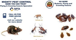 Pest Control Bed bugs, Mice, Rat, Cockroaches, Ants