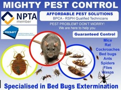 Pest Control Bed bugs, Mice, Rat, Cockroaches, Ants thumb-25014