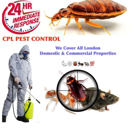 Pest Control - Mice, Rat, Bedbugs  1