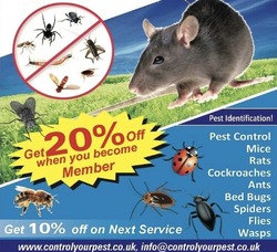 Pest Control - Mice, Rat, Bedbugs thumb 1