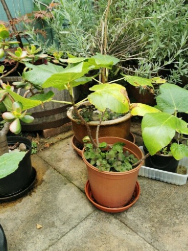 Organic Turkish and Cyprus Fig Trees For Sale  5