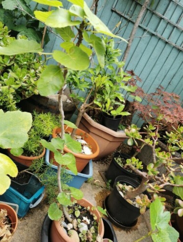 Organic Turkish and Cyprus Fig Trees For Sale  4