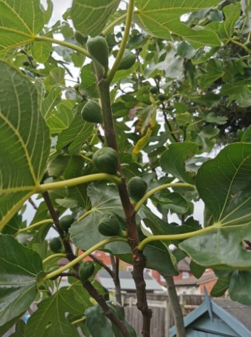 Organic Turkish and Cyprus Fig Trees For Sale  2