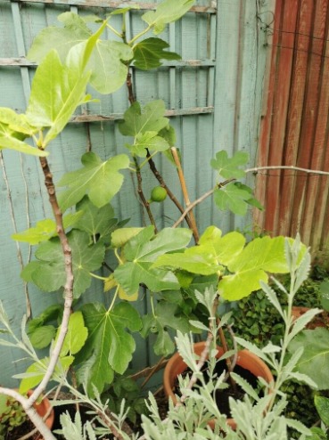 Organic Turkish and Cyprus Fig Trees For Sale  1