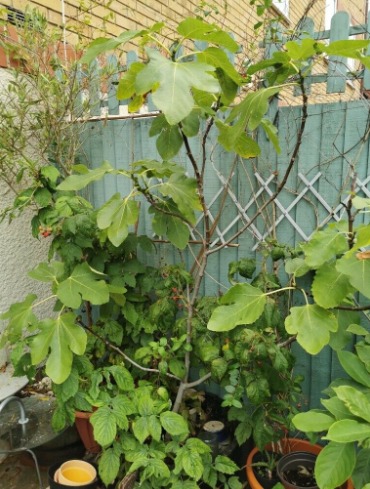 Organic Turkish and Cyprus Fig Trees For Sale  0
