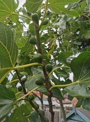 Organic Turkish and Cyprus Fig Trees For Sale thumb-43408