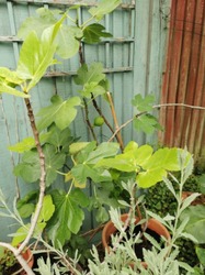 Organic Turkish and Cyprus Fig Trees For Sale thumb-43407