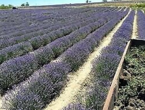 Organic Lavender Floral Water 250ml - Spray (Lavandula Angustifolia)  1