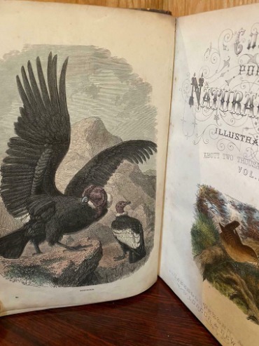 Cassell’S Popular Natural History Birds Volume Iii  3