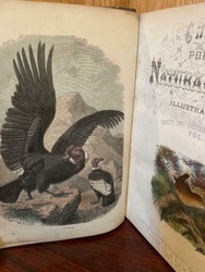Cassell’S Popular Natural History Birds Volume Iii thumb-47134